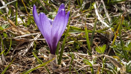 Krokus im Gebirge